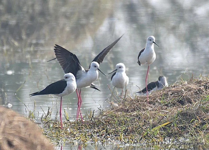 Black-winged Stilts Sultanpur Bird Sanctuary by gautam lahiri