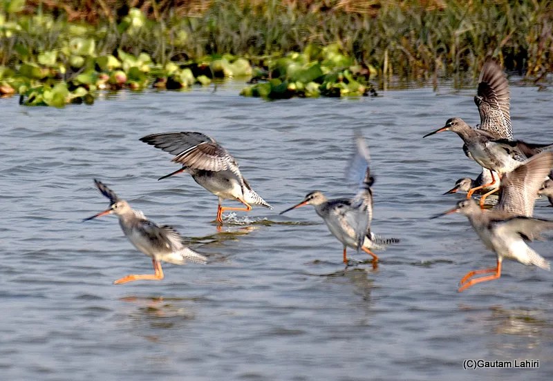 Common Redshank at Chandu Budera, Haryana by gautam lahiri