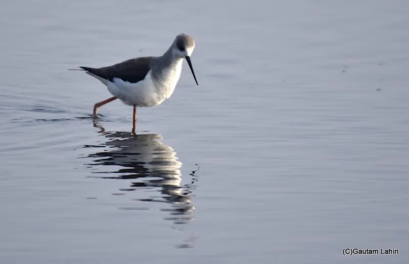 Black winged stilts at Chandu Budera, Haryana by gautam lahiri