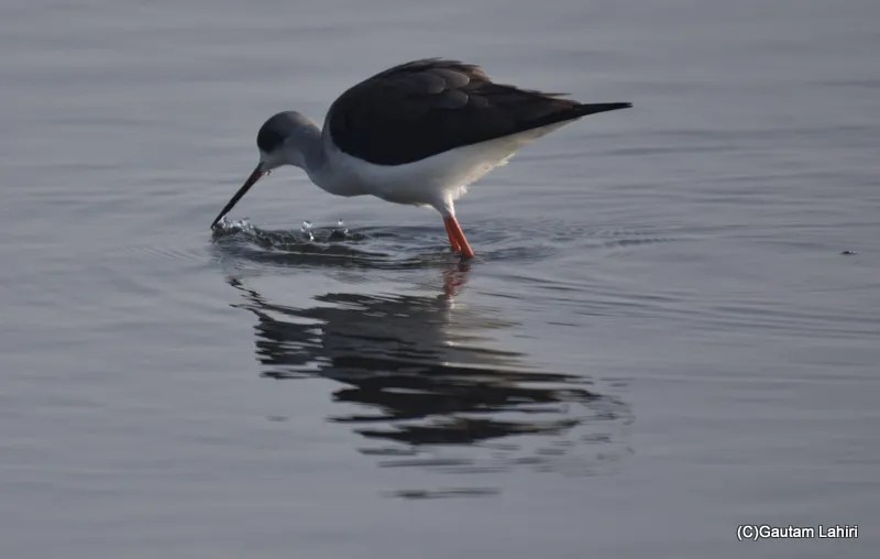 Black winged stilts at Chandu Budera, Haryana by gautam lahiri