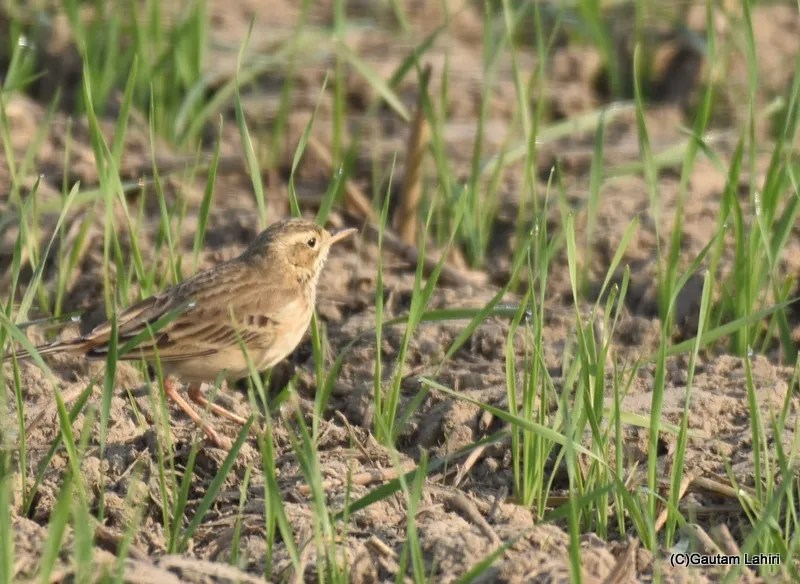 Blyth's pipit at Chandu Budera, Haryana by gautam lahiri