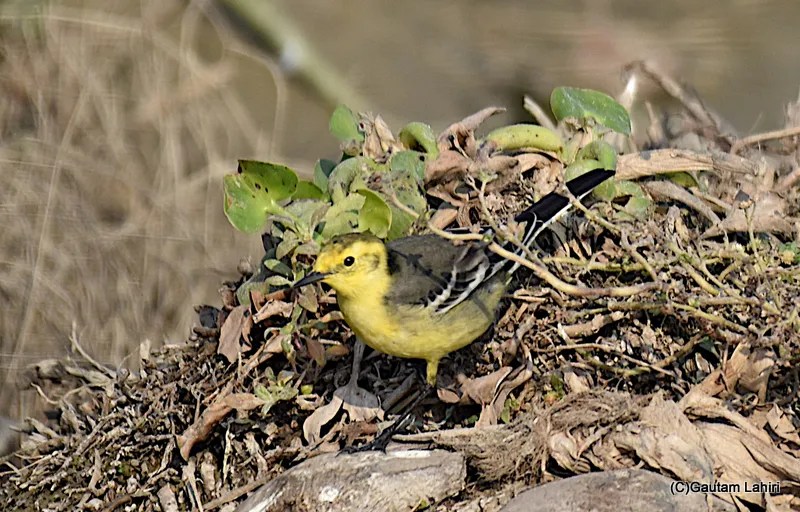 Citrine Wagtail at Chandu Budera, Haryana by gautam lahiri