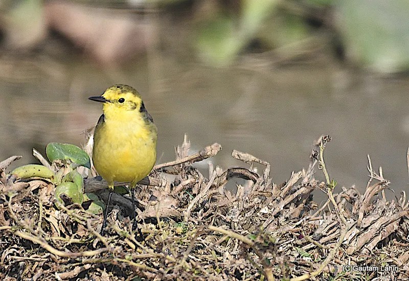 Citrine Wagtail at Chandu Budera, Haryana by gautam lahiri