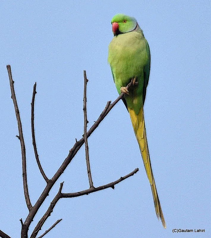 Green Parrot, Sultanpur Bird Sanctuary, haryana by gautam lahiri