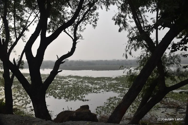 The okhla Bird Sanctuary wetland, New Delhi by gautam lahiri