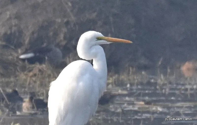 Eastern Great Egret, Sultanpur Bird Sanctuary, Haryana by gautam lahiri
