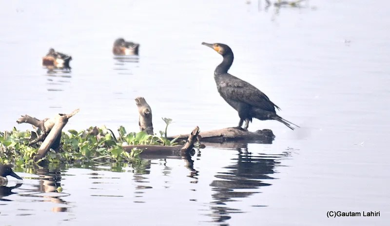 A great cormorant bird at Okhla Bird Sanctuary near New Delhi by gautam lahiri