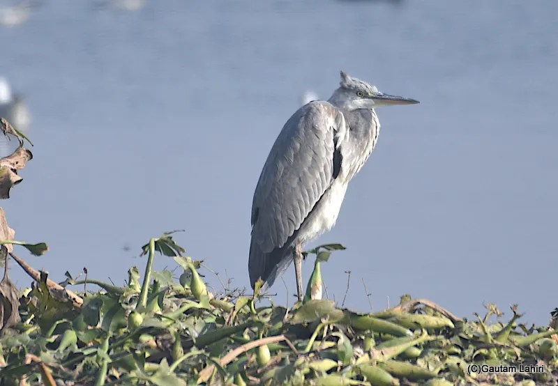 Grey Heron at Chandu Budera, Haryana by gautam lahiri