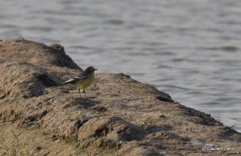 Grey Heron at Chandu Budera, Haryana by gautam lahiri