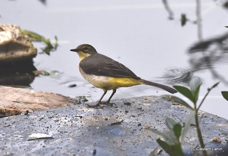 A Grey Wagtail bird at Okhla Bird Sanctuary near New Delhi by gautam lahiri