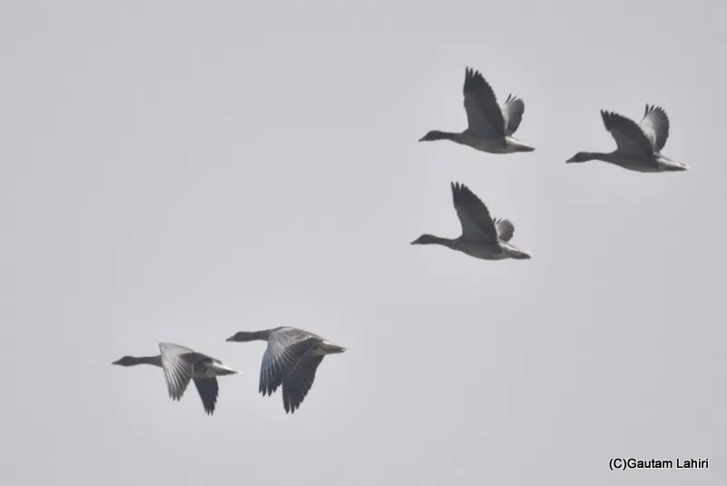 Graylag Geese, Sultanpur Bird Sanctuary, Haryana by gautam lahiri