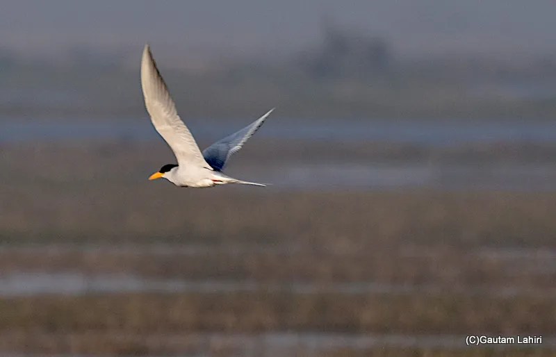 Grey Heron at Chandu Budera, Haryana by gautam lahiri