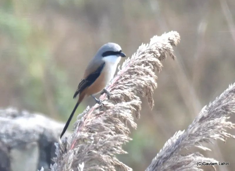 Long tailed Shrike, Sultanpur Bird Sanctuary, Haryana by gautam lahiri