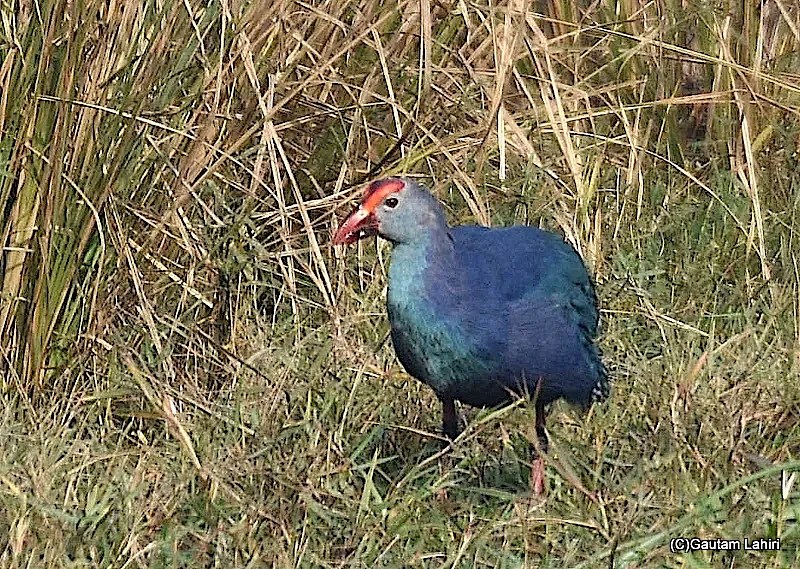 Purple Moorhen, Sultanpur Bird Sanctuary, Haryana by gautam lahiri