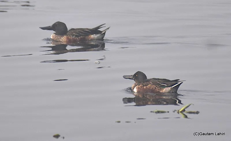 A Northern Shoveler bird at Okhla Bird Sanctuary near New Delhi by gautam lahiri