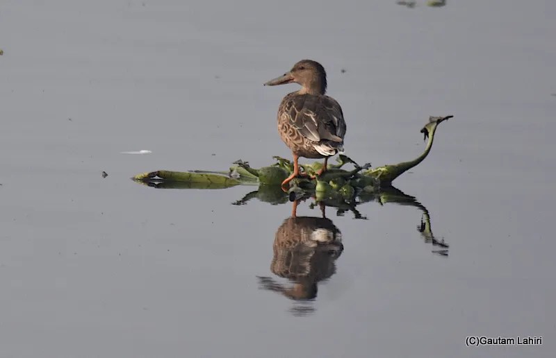 A Northern Shoveler bird at Okhla Bird Sanctuary near New Delhi by gautam lahiri