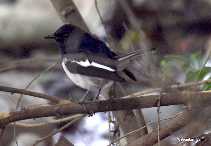 A Northern Shoveler bird at Okhla Bird Sanctuary near New Delhi by gautam lahiri