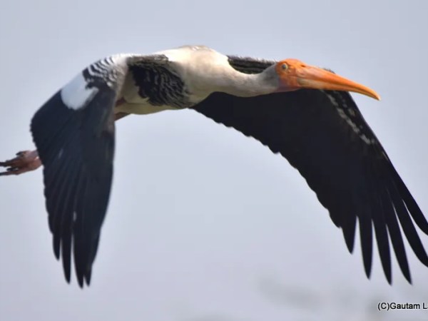 My Haryana 🌾🚜 Diary Sultanpur Bird Sanctuary: A Stunning Wildlife Photo Journey in Haryana&nbsp;🐦🌿