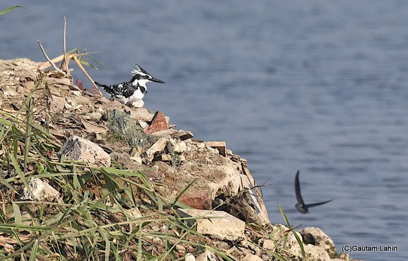 Pied Kingfisher at Chandu Budera, Haryana by gautam lahiri