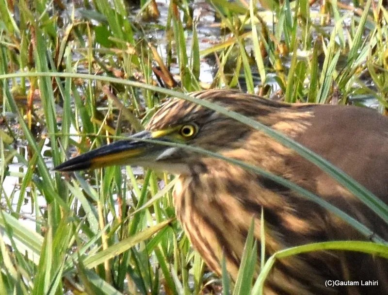 Pond Heron, Sultanpur Bird Sanctuary, Haryana by gautam lahiri
