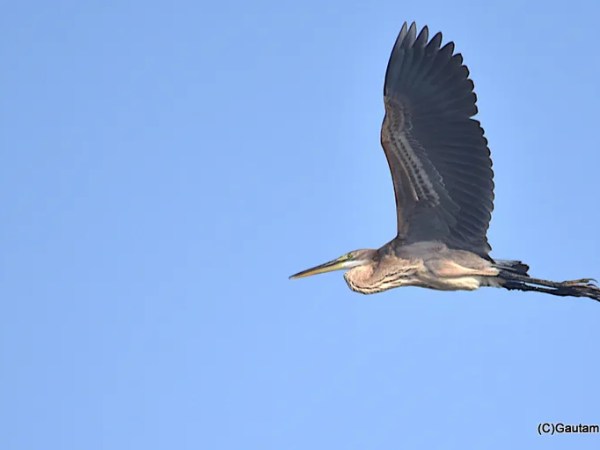 My Haryana Diary🌾🚜 Wings of Winter ❄️🕊️ | A Birdwatcher’s Dream Morning at Chandu Budera,&nbsp;Haryana