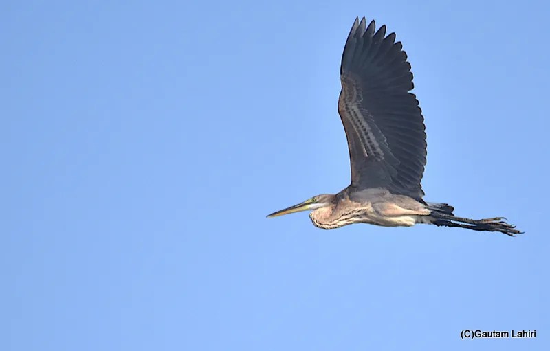 My Haryana Diary🌾🚜 Wings of Winter ❄️🕊️ | A Birdwatcher’s Dream Morning at Chandu Budera,&nbsp;Haryana