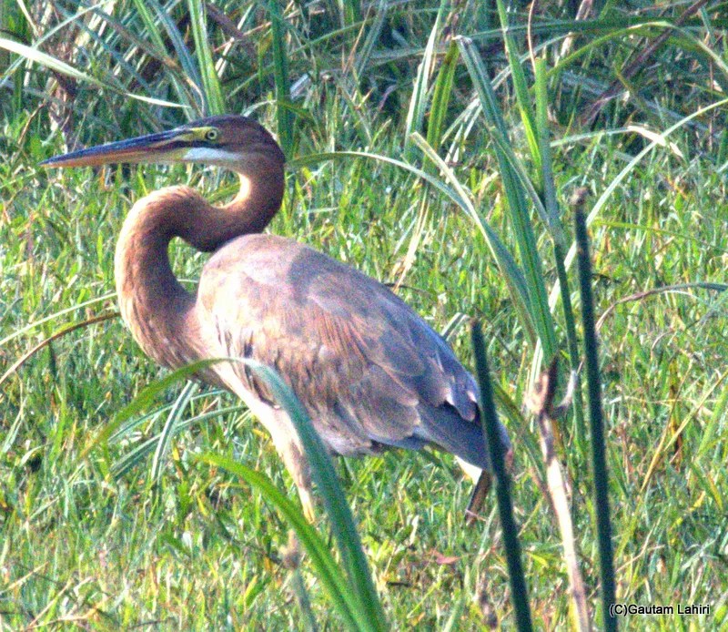 Purple Heron, Sultanpur Bird Sanctuary, Haryana by gautam lahiri
