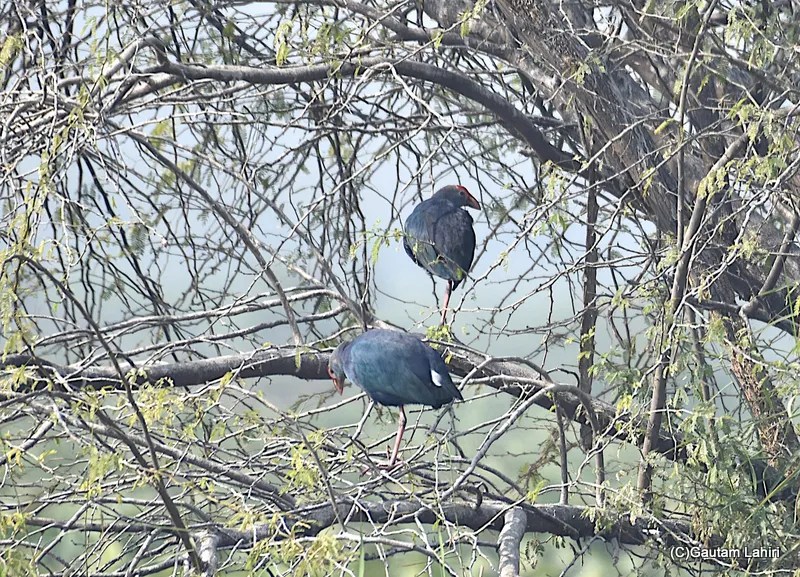 Purple Moorhen at Chandu Budera, Haryana by gautam lahiri