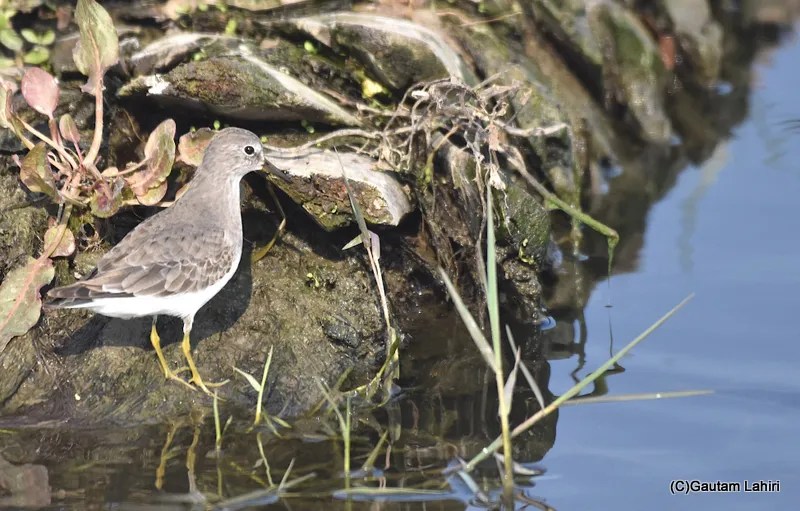 Ruff at Chandu Budera, Haryana by gautam lahiri