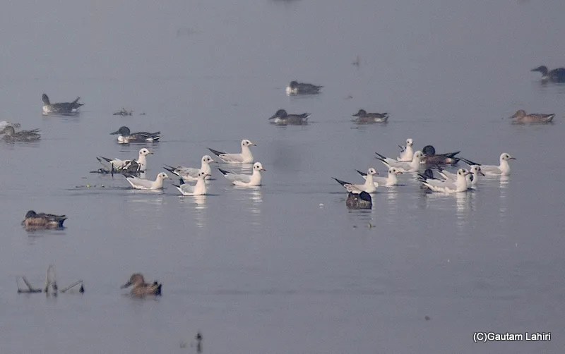 A big group of seagull birds at Okhla Bird Sanctuary near New Delhi by gautam lahiri