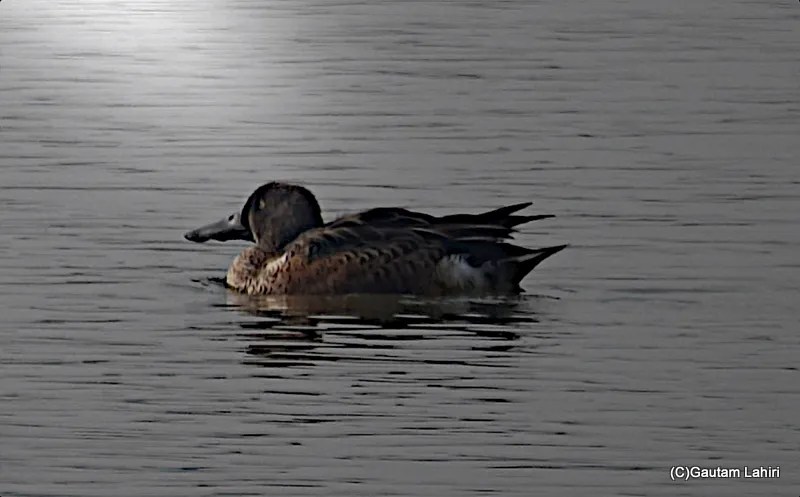 Spot Billed Duck, Sultanpur Bird Sanctuary, Haryana by gautam lahiri