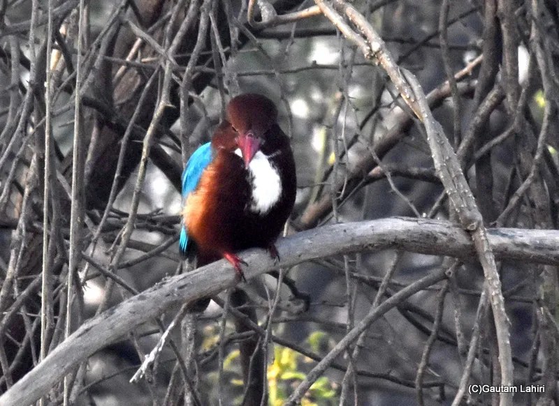 White Breasted Kingfisher, Sultanpur Bird Sanctuary, Haryana by gautam lahiri