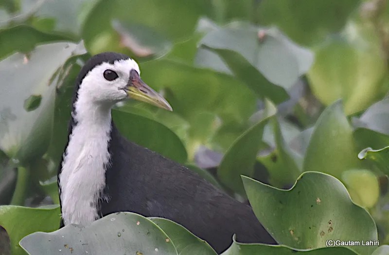 A white breasted water hen bird at Okhla Bird Sanctuary near New Delhi by gautam lahiri