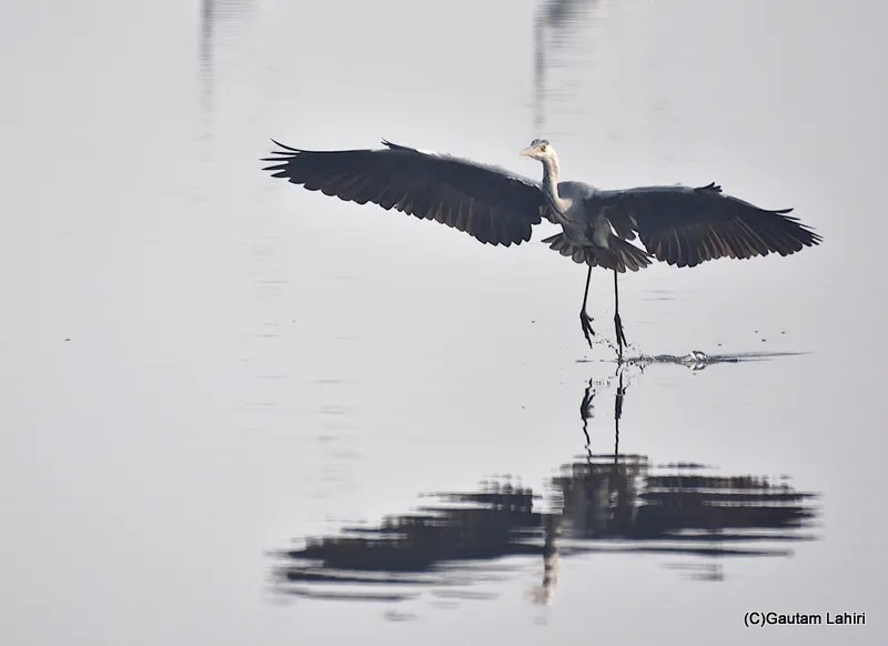 Woolly-necked stork at Chandu Budera, Haryana by gautam lahiri