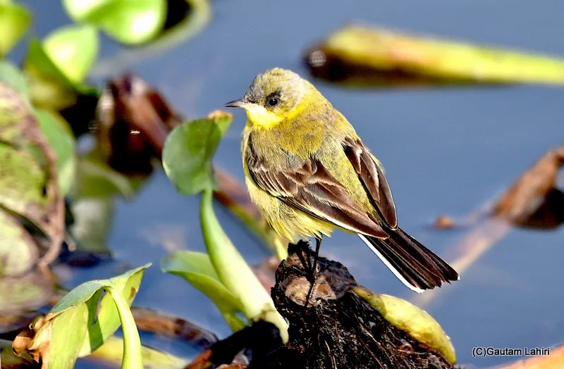 Yellow Wagtail at Chandu Budera, Haryana by gautam lahiri
